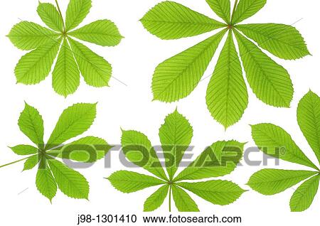 Horse chestnut Aesculus hippocastanum leaves, white background Studio Shot View Large Photo Image Stock Image - Horse chestnut Aesculus hippocastanum leaves, white background Studio Shot. Fotosearch