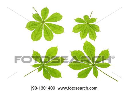 Horse chestnut Aesculus hippocastanum leaves, white background Studio Shot View Large Photo Image Stock Photo - Horse chestnut Aesculus hippocastanum leaves, white background Studio Shot. Fotosearch