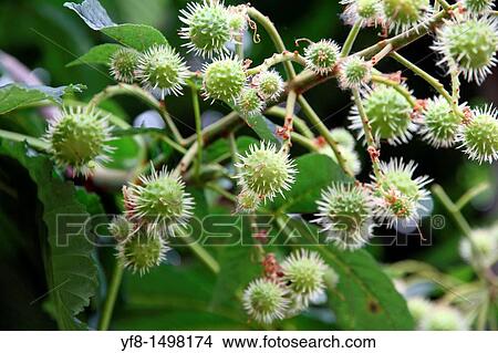 Horse chestnut Spain View Large Photo Image Picture - Horse chestnut Spain. Fotosearch