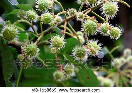 Horse chestnut Spain View Large Photo Image Stock Photo - Horse chestnut Spain. Fotosearch