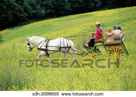 horse-drawn carriage with Percheron horse from Trait Nature family business at La Chapelle-Souef, Regional Natural Park of Perche, Orne department, Lower Normandy region, France, Western Europe. View Large Photo Image Stock Photo - horse-drawn carriage with Percheron horse from Trait Nature family business at La Chapelle-Souef, Regional Natural Park of Perche, Orne department, Lower Normandy region, France, Western Europe.. Fotosearch