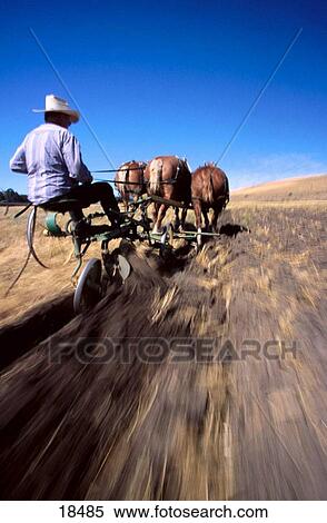 Horse-drawn plowing in Oregon, USA, with three-horse team of Belgian draft horses View Large Photo Image Stock Photography - Horse-drawn plowing in Oregon, USA, with three-horse team of Belgian draft horses. Fotosearch