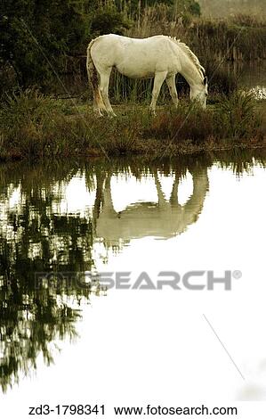Stock Image - Horse eating next to the river. Fotosearch