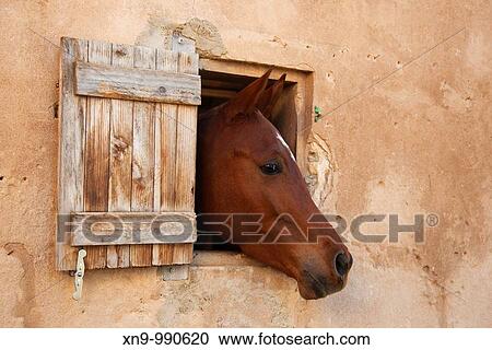 Horse Equus caballus, poking out it head through the window, Palma de Mallorca Spain View Large Photo Image Stock Image - Horse Equus caballus, poking out it head through the window, Palma de Mallorca Spain. Fotosearch