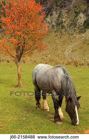 Stock Photo - horse grazing on the plains of La Larri in the valley Pineta. National park Ordesa and Monte Perdido. Huesca.. Fotosearch