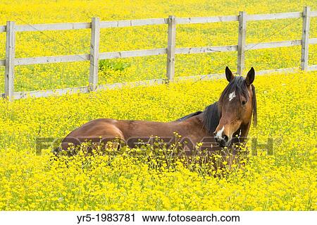 Stock Image - Horse in field of Buttercups in England, United Kingdom.. Fotosearch