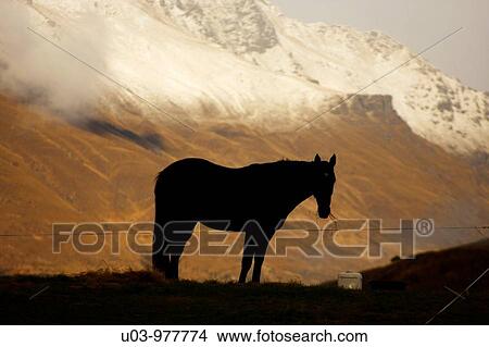 Horse in the mountains of New Zealand View Large Photo Image Picture - Horse in the mountains of New Zealand. Fotosearch