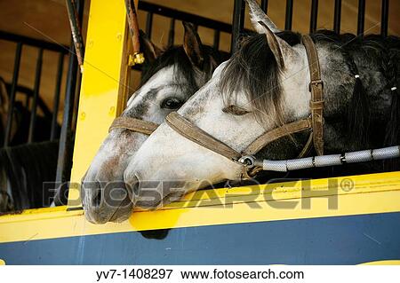 Horse love Malaga, Costa del Sol, Andalusia, Spain View Large Photo Image Stock Photo - Horse love Malaga, Costa del Sol, Andalusia, Spain. Fotosearch