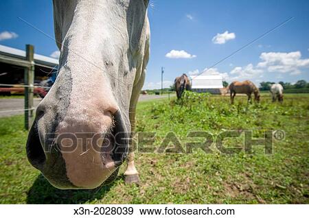 Horse Nose. View Large Photo Image Stock Photo - Horse Nose.. Fotosearch