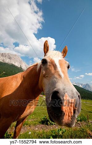 Horse on a grassland in the Dolomites, Belluno province, Italy, Europe View Large Photo Image Picture - Horse on a grassland in the Dolomites, Belluno province, Italy, Europe. Fotosearch