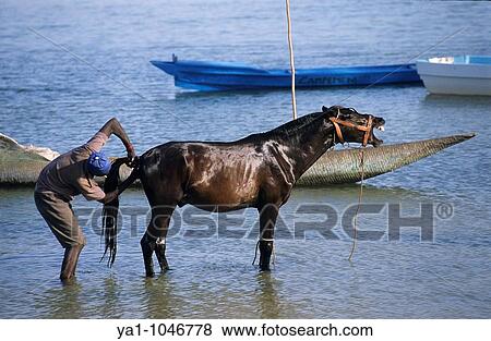 Horse owner cleaning horse's anus. Note the neigh of the horse during the same time. Sine Saloum delta, Senegal, West Africa View Large Photo Image Stock Photo - Horse owner cleaning horse's anus. Note the neigh of the horse during the same time. Sine Saloum delta, Senegal, West Africa. Fotosearch
