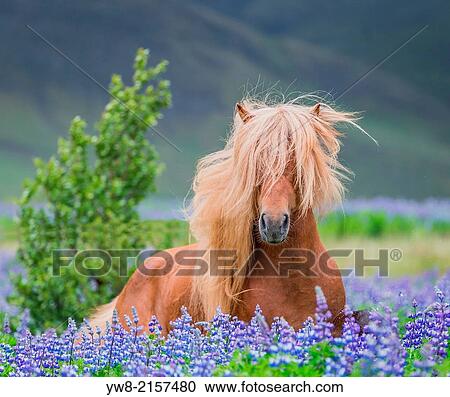Horse running by lupines. Purebred Icelandic horse in the summertime with blooming lupines, Iceland. View Large Photo Image Stock Image - Horse running by lupines. Purebred Icelandic horse in the summertime with blooming lupines, Iceland.. Fotosearch
