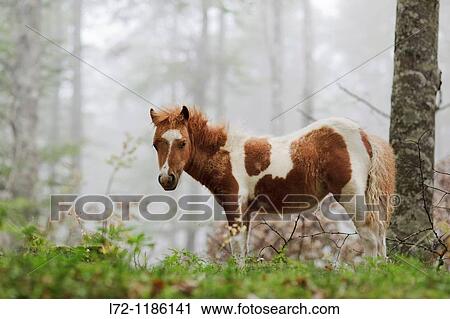 Horse, Sierra de Aralar, Navarra, Spain View Large Photo Image Stock Image - Horse, Sierra de Aralar, Navarra, Spain. Fotosearch