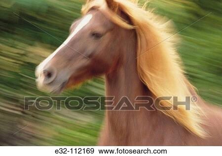 Horse View Large Photo Image Stock Photo - Horse. Fotosearch