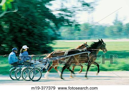 horse trotters work out View Large Photo Image Stock Photo - horse trotters work out. Fotosearch