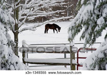 Horse walking through snow covered field on a farm View Large Photo Image Stock Photography - Horse walking through snow covered field on a farm. Fotosearch