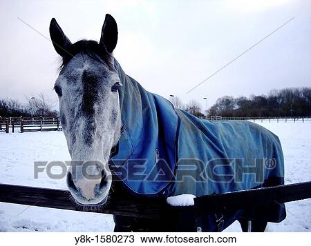 Horse with blue coat and snow View Large Photo Image Stock Image - Horse with blue coat and snow. Fotosearch