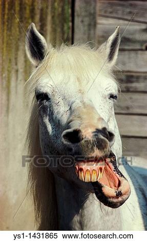 HORSE WITH FUNNY FACE View Large Photo Image Stock Photography - HORSE WITH FUNNY FACE. Fotosearch