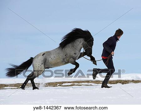 Horse with trainer in winter, Iceland View Large Photo Image Stock Photo - Horse with trainer in winter, Iceland. Fotosearch