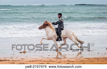 Horseback riding by the coast, Iceland. View Large Photo Image Picture - Horseback riding by the coast, Iceland.. Fotosearch