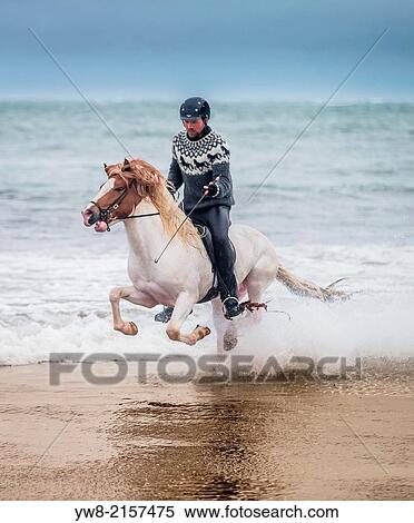 Stock Photography - Horseback riding by the coast, Iceland.. Fotosearch