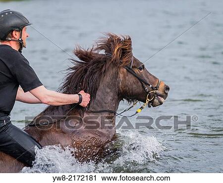 Horseback riding in the sea. Icelandic horse and rider at Longufjorur beach, Snaefellsnes Peninsula, Iceland. View Large Photo Image Stock Image - Horseback riding in the sea. Icelandic horse and rider at Longufjorur beach, Snaefellsnes Peninsula, Iceland.. Fotosearch