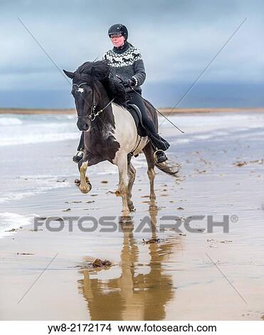 Horseback riding on the coast. Icelandic horse and rider at Longufjorur beach, Snaefellsnes Peninsula, Iceland. View Large Photo Image Picture - Horseback riding on the coast. Icelandic horse and rider at Longufjorur beach, Snaefellsnes Peninsula, Iceland.. Fotosearch