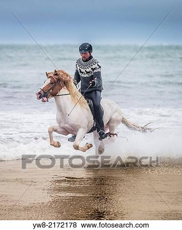 Horseback riding on the coast. Icelandic horse and rider at Longufjorur beach, Snaefellsnes Peninsula, Iceland. View Large Photo Image Stock Photo - Horseback riding on the coast. Icelandic horse and rider at Longufjorur beach, Snaefellsnes Peninsula, Iceland.. Fotosearch