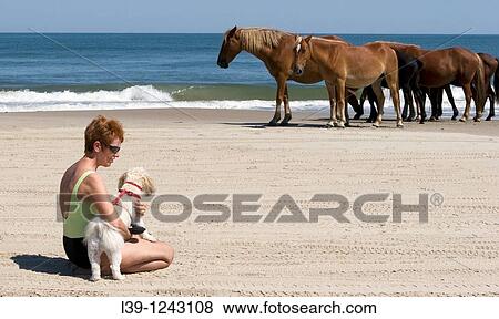 Stock Photo - Horses-10 are the wild horses that roam the beaches of Carolla, NC, USA. Fotosearch