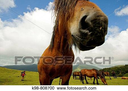 Horses, Arbilleta pass, Navarra, Spain View Large Photo Image Stock Image - Horses, Arbilleta pass, Navarra, Spain. Fotosearch