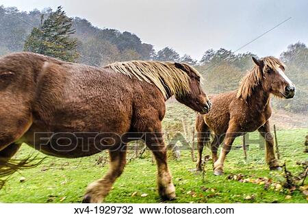 Horses at Sorogain forest in Erro Valley, Navarre, Spain View Large Photo Image Stock Image - Horses at Sorogain forest in Erro Valley, Navarre, Spain. Fotosearch