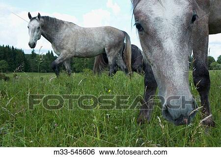 Horses. B? kk National Park. North Hungary. View Large Photo Image Stock Photograph - Horses. B? kk National Park. North Hungary.. Fotosearch