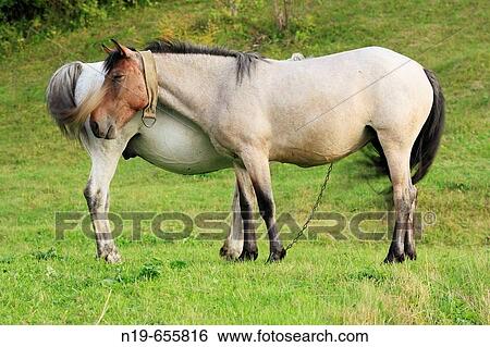 Horses, Carpathians, Zakarpattia Oblast (Transcarpathian Oblast, Transcarpathia, Zakarpattya, Subcarpathian Rus), Ukraine View Large Photo Image Stock Photograph - Horses, Carpathians, Zakarpattia Oblast (Transcarpathian Oblast, Transcarpathia, Zakarpattya, Subcarpathian Rus), Ukraine. Fotosearch