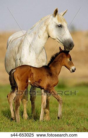 Horses, Doana National Park. Huelva province, Catalonia, Spain View Large Photo Image Stock Photography - Horses, Doana National Park. Huelva province, Catalonia, Spain. Fotosearch