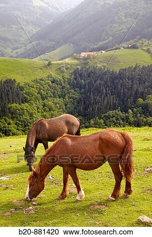 Horses, Endoia, Zestoa, Guipuzcoa, Basque Country, Spain View Large Photo Image Stock Image - Horses, Endoia, Zestoa, Guipuzcoa, Basque Country, Spain. Fotosearch