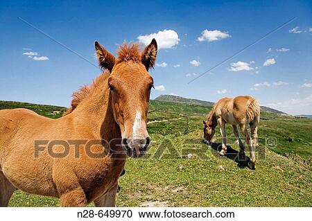 Horses, Estacas de Trueba pass, Cantabria, Spain. View Large Photo Image Stock Image - Horses, Estacas de Trueba pass, Cantabria, Spain.. Fotosearch