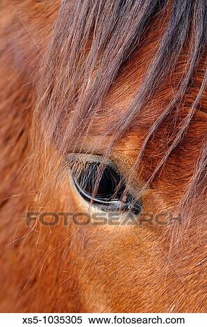 Stock Photography - Horse's eye. Fotosearch