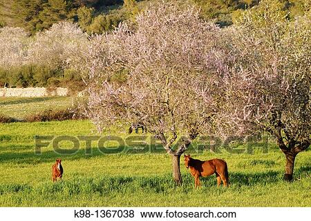 Stock Photo - Horses from almond blossom, Albenya, Randa, Algaida, Mallorca Balearic Islands, Spain. Fotosearch