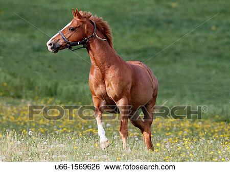 Stock Photograph - Horses Gnesta Sweden.. Fotosearch