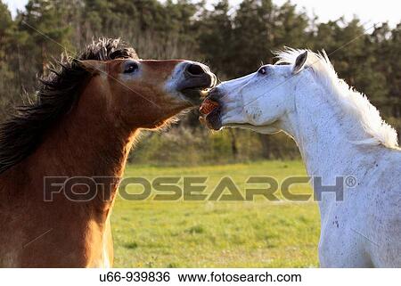 Horses, Gotland, Sweden View Large Photo Image Stock Photograph - Horses, Gotland, Sweden. Fotosearch