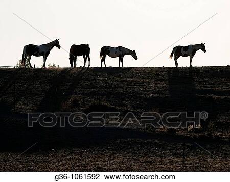 Stock Image - Horses graze in Shandon, California, United States. Fotosearch