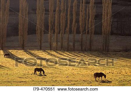 Horses grazing in Son. Pallars Sobir?. Lleida province. Catalunya. Spain. View Large Photo Image Stock Image - Horses grazing in Son. Pallars Sobir?. Lleida province. Catalunya. Spain.. Fotosearch