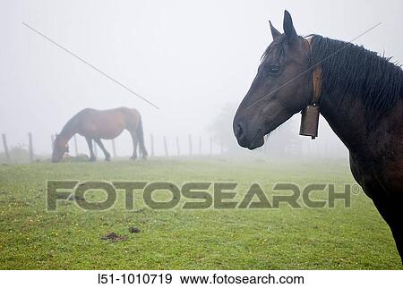 Horses grazing on Somiedo Natural park View Large Photo Image Stock Photo - Horses grazing on Somiedo Natural park. Fotosearch