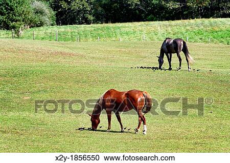 Horses grazing, Tisbury, Martha's Vineyard, Massachusetts, USA View Large Photo Image Stock Image - Horses grazing, Tisbury, Martha's Vineyard, Massachusetts, USA. Fotosearch