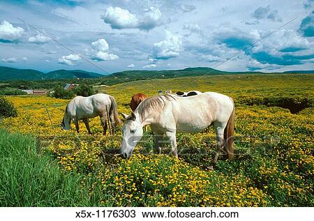 Horses in a field of yellow flowers in Routt County, Colorado, USA View Large Photo Image Stock Image - Horses in a field of yellow flowers in Routt County, Colorado, USA. Fotosearch