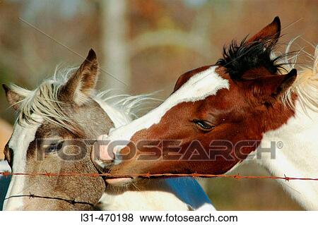 Horses in pasture, one with colt View Large Photo Image Stock Photo - Horses in pasture, one with colt. Fotosearch