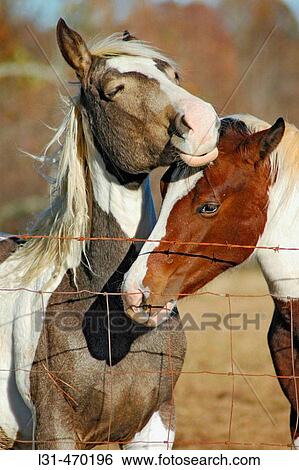 Stock Photograph - Horses in pasture, one with colt. Fotosearch