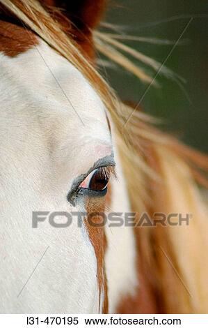 Horses in pasture, one with colt View Large Photo Image Stock Photography - Horses in pasture, one with colt. Fotosearch