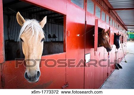 Stock Image - horses in the stables. Ayegui, Navarre, Spain. Fotosearch