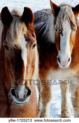 Stock Image - Horses in Winter. Fotosearch
